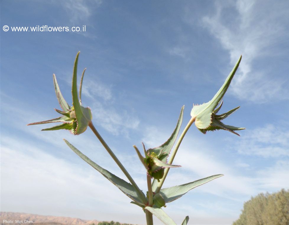 Euphorbia retusa